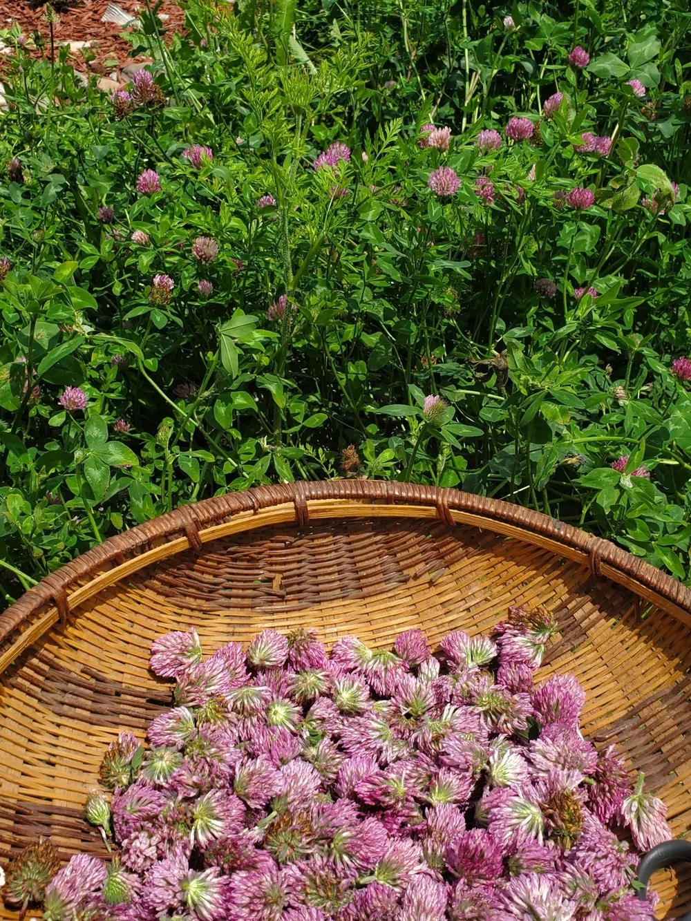 Red Clover Dried Herb